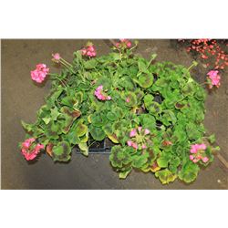 SIX ASSORTED 6" POTTED ANNUAL PLANTS AS THEY COME