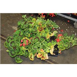 SIX ASSORTED 6" POTTED ANNUAL PLANTS AS THEY COME