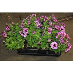 SIX ASSORTED 6" POTTED ANNUAL PLANTS AS THEY COME