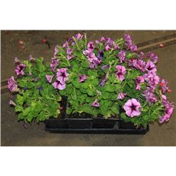 SIX ASSORTED 6" POTTED ANNUAL PLANTS AS THEY COME