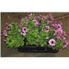 Image 1 : SIX ASSORTED 6" POTTED ANNUAL PLANTS AS THEY COME