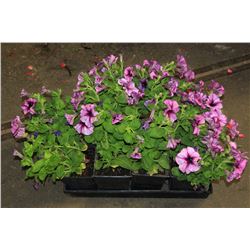 SIX ASSORTED 6" POTTED ANNUAL PLANTS AS THEY COME
