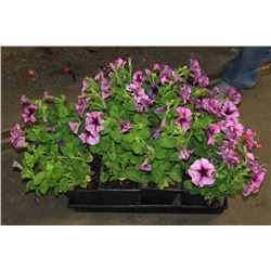 SIX ASSORTED 6" POTTED ANNUAL PLANTS AS THEY COME