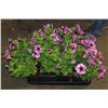 Image 1 : SIX ASSORTED 6" POTTED ANNUAL PLANTS AS THEY COME