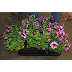 SIX ASSORTED 6" POTTED ANNUAL PLANTS AS THEY COME