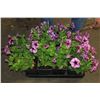 Image 1 : SIX ASSORTED 6" POTTED ANNUAL PLANTS AS THEY COME