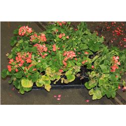 SIX ASSORTED 6" POTTED ANNUAL PLANTS AS THEY COME