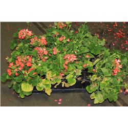 SIX ASSORTED 6" POTTED ANNUAL PLANTS AS THEY COME