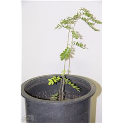 LOT OF 5 MOUNTAIN ASH TREES