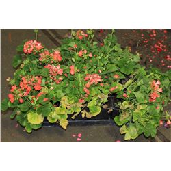 SIX ASSORTED 6" POTTED ANNUAL PLANTS AS THEY COME