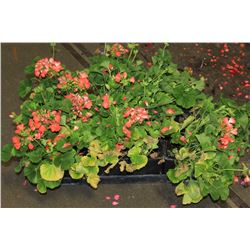 SIX ASSORTED 6" POTTED ANNUAL PLANTS AS THEY COME