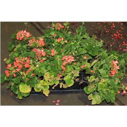 SIX ASSORTED 6" POTTED ANNUAL PLANTS AS THEY COME