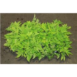 SIX ASSORTED 6" POTTED ANNUAL PLANTS AS THEY COME