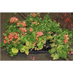 SIX ASSORTED 6" POTTED ANNUAL PLANTS AS THEY COME