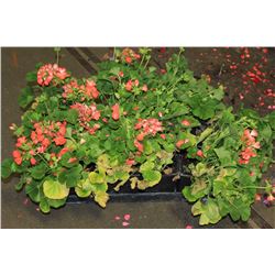 SIX ASSORTED 6" POTTED ANNUAL PLANTS AS THEY COME