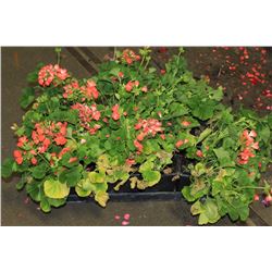 SIX ASSORTED 6" POTTED ANNUAL PLANTS AS THEY COME