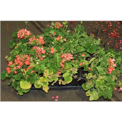 SIX ASSORTED 6" POTTED ANNUAL PLANTS AS THEY COME