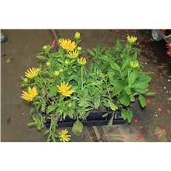 SIX ASSORTED 6" POTTED ANNUAL PLANTS AS THEY COME