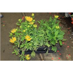 SIX ASSORTED 6" POTTED ANNUAL PLANTS AS THEY COME