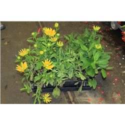 SIX ASSORTED 6" POTTED ANNUAL PLANTS AS THEY COME