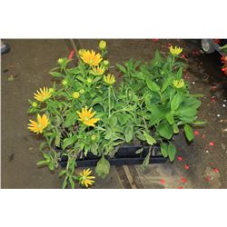 SIX ASSORTED 6" POTTED ANNUAL PLANTS AS THEY COME