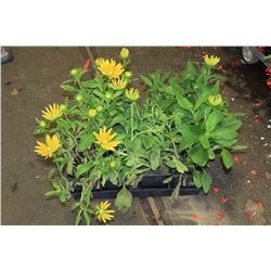 SIX ASSORTED 6" POTTED ANNUAL PLANTS AS THEY COME