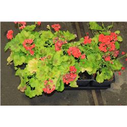 SIX ASSORTED 6" POTTED ANNUAL PLANTS AS THEY COME