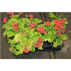 SIX ASSORTED 6" POTTED ANNUAL PLANTS AS THEY COME