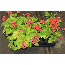 SIX ASSORTED 6" POTTED ANNUAL PLANTS AS THEY COME