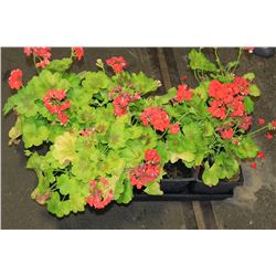 SIX ASSORTED 6" POTTED ANNUAL PLANTS AS THEY COME