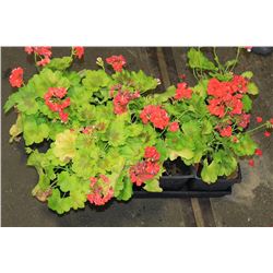 SIX ASSORTED 6" POTTED ANNUAL PLANTS AS THEY COME