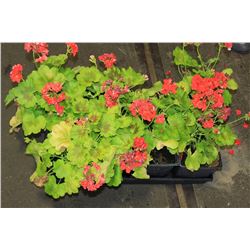 SIX ASSORTED 6" POTTED ANNUAL PLANTS AS THEY COME