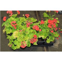 SIX ASSORTED 6" POTTED ANNUAL PLANTS AS THEY COME