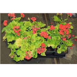 SIX ASSORTED 6" POTTED ANNUAL PLANTS AS THEY COME