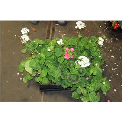 SIX ASSORTED 6" POTTED ANNUAL PLANTS AS THEY COME