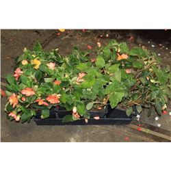 SIX ASSORTED 6" POTTED ANNUAL PLANTS AS THEY COME