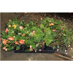 SIX ASSORTED 6" POTTED ANNUAL PLANTS AS THEY COME