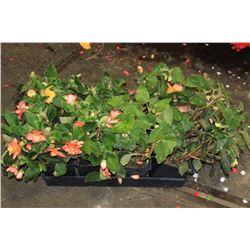 SIX ASSORTED 6" POTTED ANNUAL PLANTS AS THEY COME