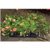 Image 1 : SIX ASSORTED 6" POTTED ANNUAL PLANTS AS THEY COME