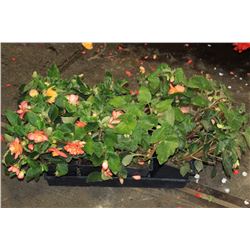 SIX ASSORTED 6" POTTED ANNUAL PLANTS AS THEY COME