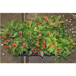 SIX ASSORTED 6" POTTED ANNUAL PLANTS AS THEY COME