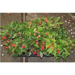 SIX ASSORTED 6" POTTED ANNUAL PLANTS AS THEY COME