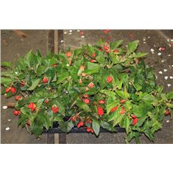 SIX ASSORTED 6" POTTED ANNUAL PLANTS AS THEY COME