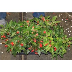 SIX ASSORTED 6" POTTED ANNUAL PLANTS AS THEY COME