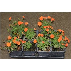 SIX ASSORTED 6" POTTED ANNUAL PLANTS AS THEY COME