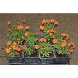 SIX ASSORTED 6" POTTED ANNUAL PLANTS AS THEY COME