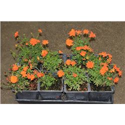 SIX ASSORTED 6" POTTED ANNUAL PLANTS AS THEY COME