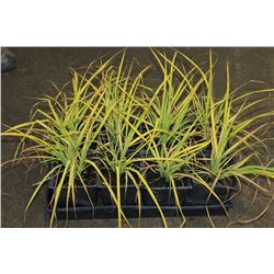 SIX ASSORTED 6" POTTED ANNUAL PLANTS AS THEY COME