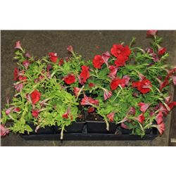 SIX ASSORTED 6" POTTED ANNUAL PLANTS AS THEY COME