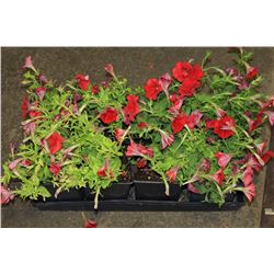 SIX ASSORTED 6" POTTED ANNUAL PLANTS AS THEY COME